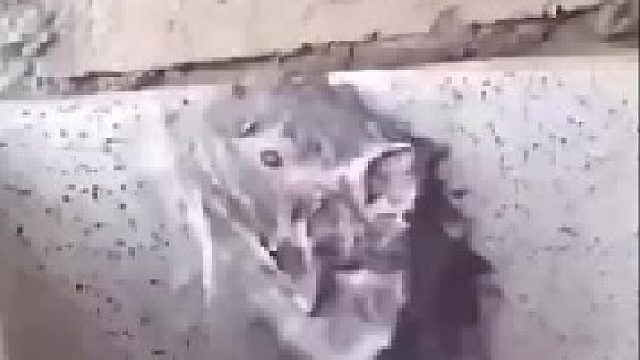 你没看错，这货真的是在认真洗澡！