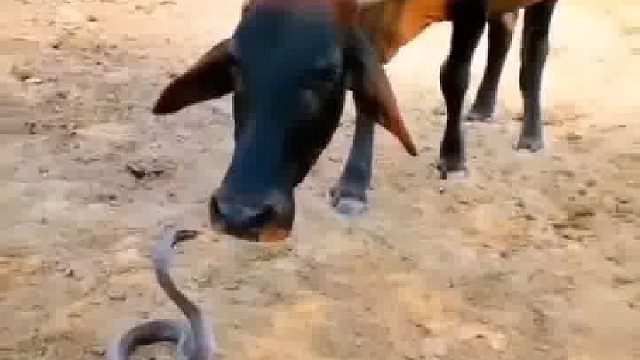 牛鬼蛇神，可能是同伙的吧……