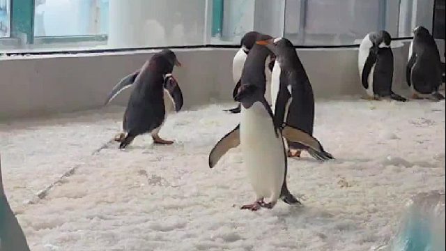 企鹅：到你们这我都不会走路了，老家的地都没你们这滑……