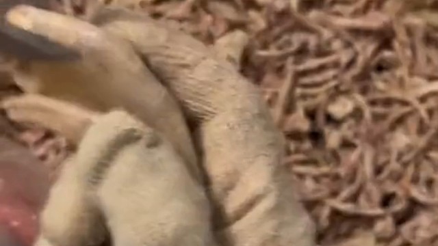 好！ 现在压力给到老奶奶人工队 这边了！