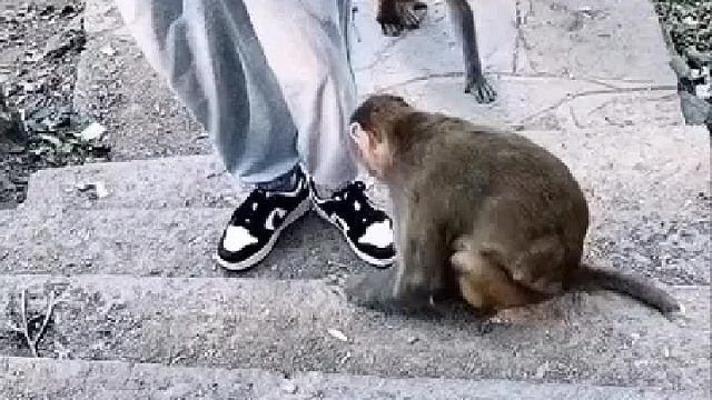 这猴子不太正经呀！