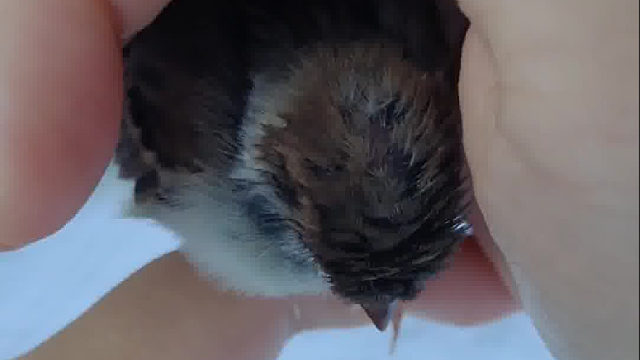 小鸟以为在妈妈怀里