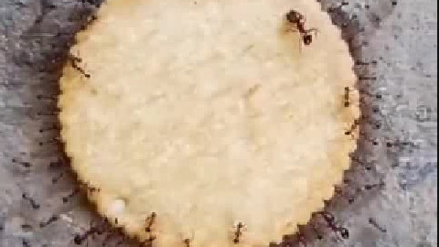 蚂蚁可以搬运相当于自身体重10-50倍的重量