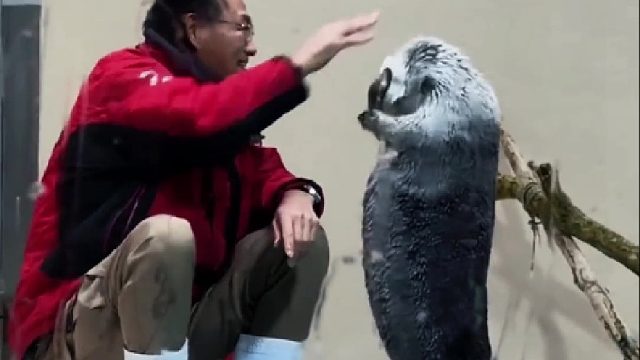 海獭宝宝和饲养员的活动日常，也太可爱了吧