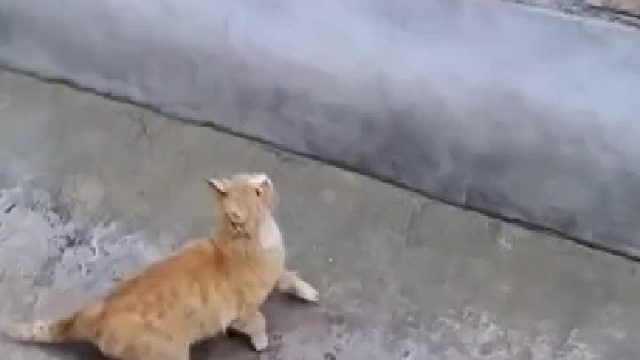 天下武功唯快不破