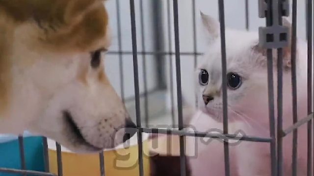 柴柯夫与斯基相识相爱的故事