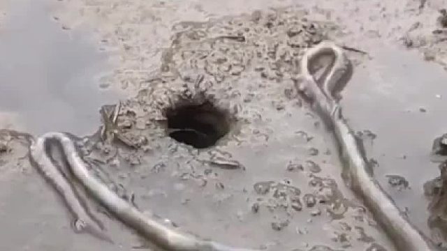 在海边遇到一只“大蜘蛛”