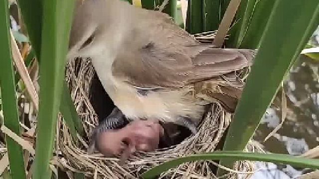 扎心！小杜鹃鸟在大苇莺的见证下把小苇莺硬推出窝了……