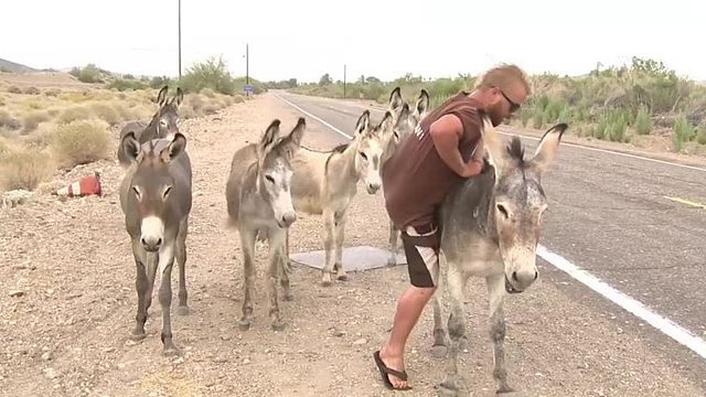 小伙作死骑驴，驴瞬间气“炸”了，下一秒请忍住别笑！