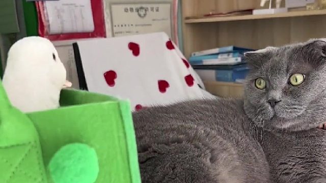 还是自己养的放心