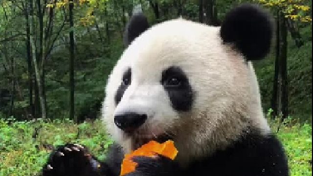 秦岭的秋天来了，树叶开始变黄