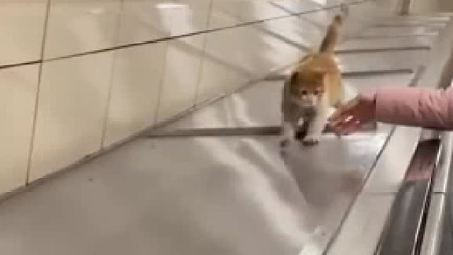 流浪猫”占领“地铁站成网红，还招募亲戚朋友做保安！