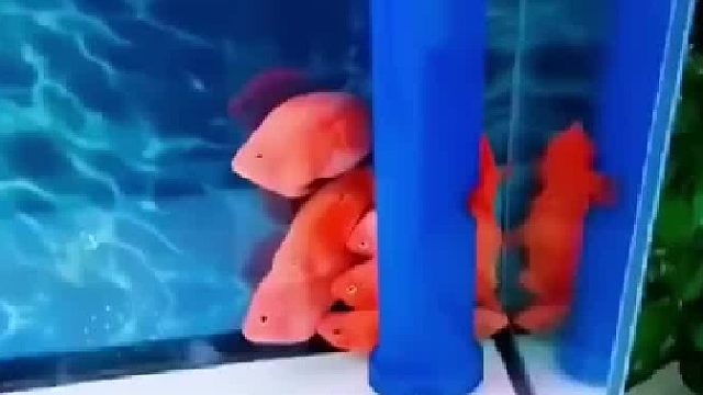 把鲨鱼放进鱼缸里，一群原住鱼被吓得不轻