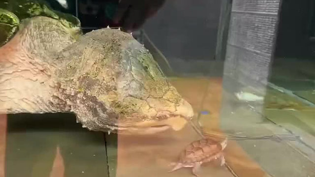 鳄龟真的是无天敌，见啥咬啥…