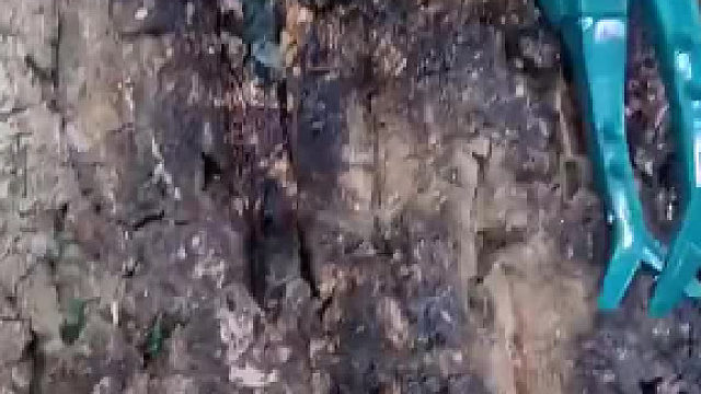 甲虫：你是不是不懂，出生牛犊不怕虎，在我面前装什么犊子