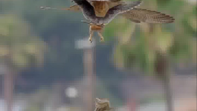 游隼妈妈空中放开松鼠训练它的孩子空中抓捕。孩子失手了，妈妈居然在松鼠落地前把它又抓回来了