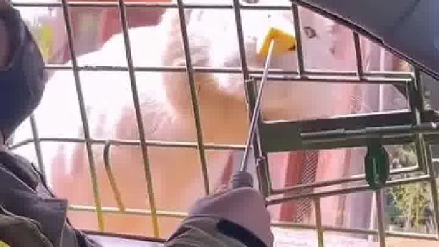 大哥测试老虎吃不吃苹果，从眼神中可以看出，它更想吃肉了。老虎：你出来说话！