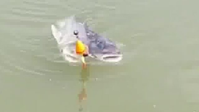 男子用一钩子钓到两条鱼。网友：这事儿够吹一年！