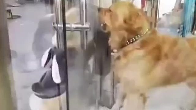 柯基与金毛隔着玻璃门吵架，中途柯基还进来喝口水，出门继续吵！