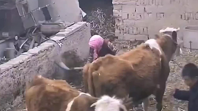 牛：当你们看到这个视频的时候，我已经在另一个世界了