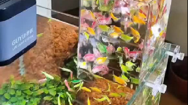 给鱼缸做一个露台，小鱼可以游更高看风景了