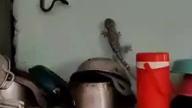 啥家庭条件啊，在客厅就能看动物世界。