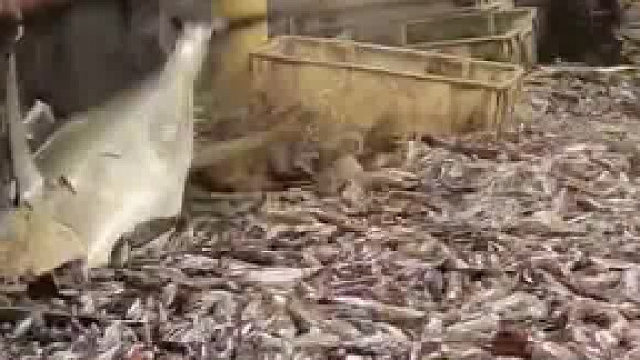 能否脱离危险就靠大哥一哆嗦了