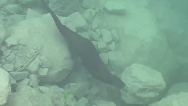 能在九寨沟的海子里游泳，它当真是“水猴子”？