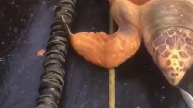 误捕到一个大海龟 把它身上的藤壶敲掉，4个人抬出去放掉300来斤