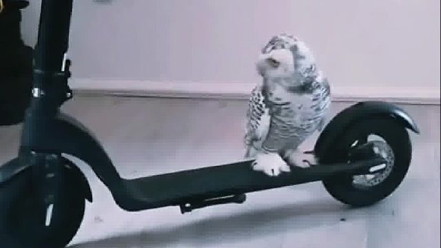 有天晚上小哥哥家飞来一只雪鸮，给它喂好吃的后它竟然这样