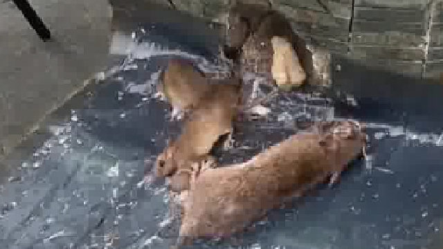 一只中标了，其他鼠还来，事实证明老鼠没有自己的语言