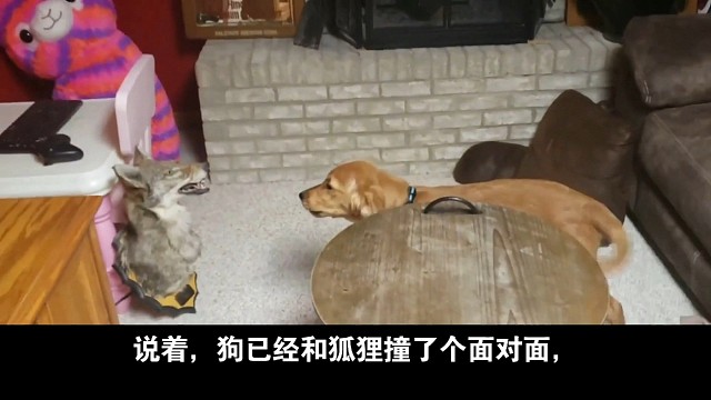 哇！这只狐狸真的太狡猾了！