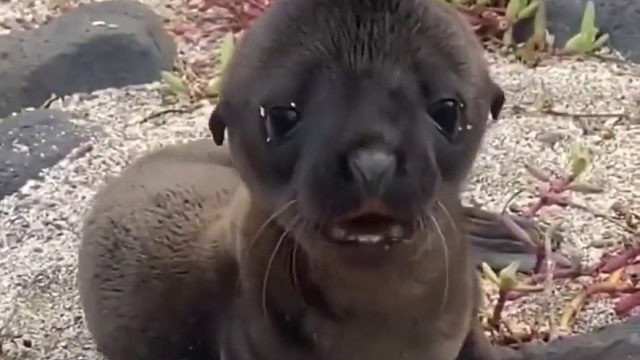 搁浅的小海豹被小镇村民发现，被村民们养大后放生也不愿走