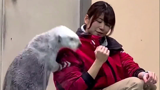 可爱又懂事的海獭宝宝，可以治愈一切不开心，你爱了吗？