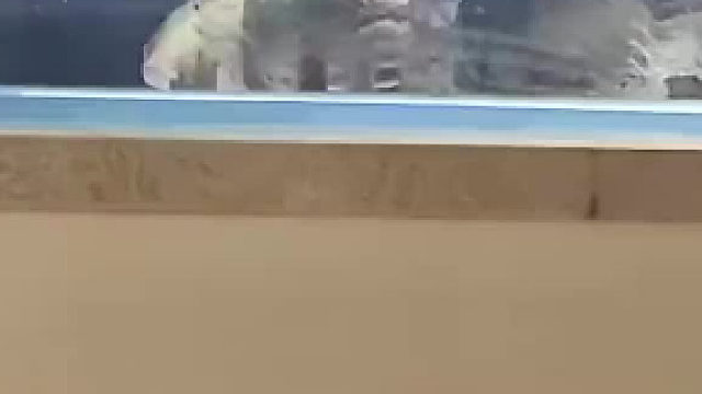 为什么龟会自己嘎自己篮子？