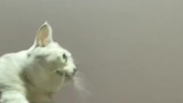 顶级打野之_我的捕手小猫~~~~