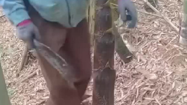 輕松一刻，削竹筍