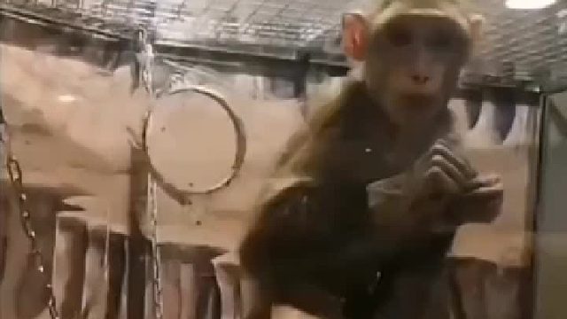 别说猴子了，我看着也生气了！