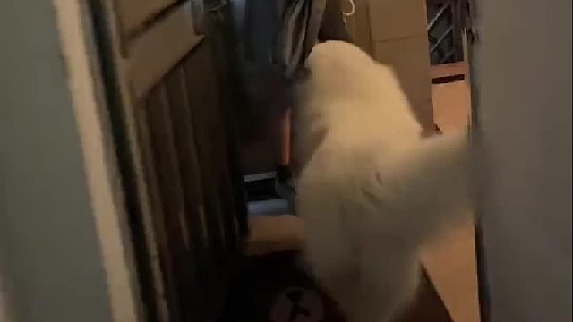 当你有一个怕狗的好朋友 ​​​