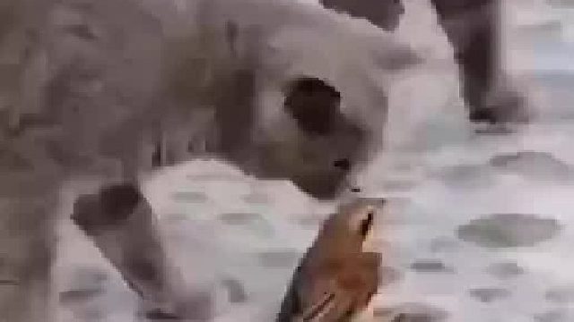 麻雀：其实我是腿软了好么