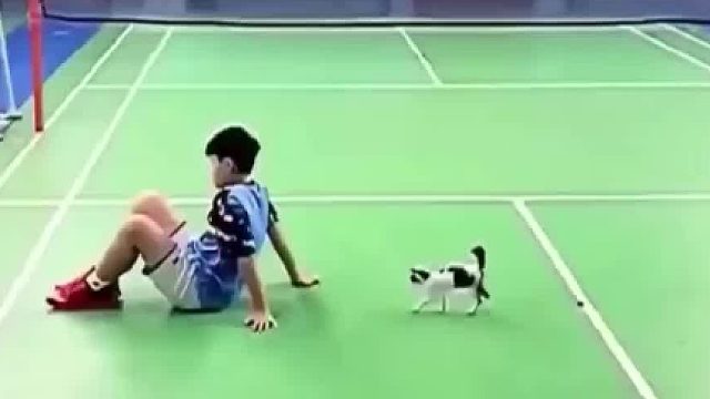 猫：我只是路过，看给你俩吓的