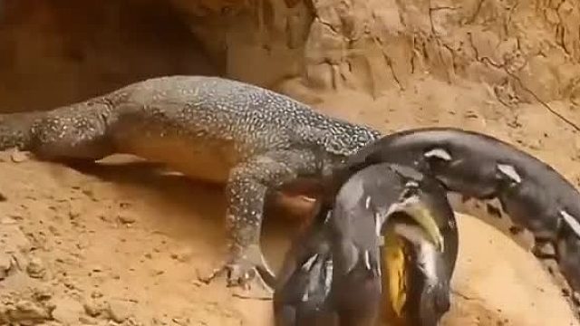 你们觉得谁的胜算大？