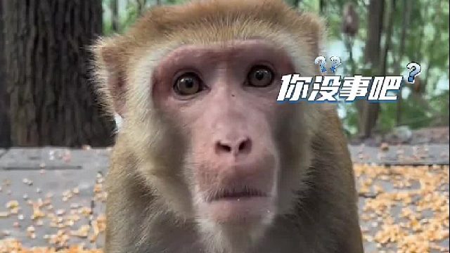 女子拿酸奶投喂“洁癖猴”，故意在地上蹭了蹭递给它，没想到猴哥却是这反应