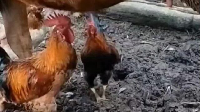 蜱虫吗？