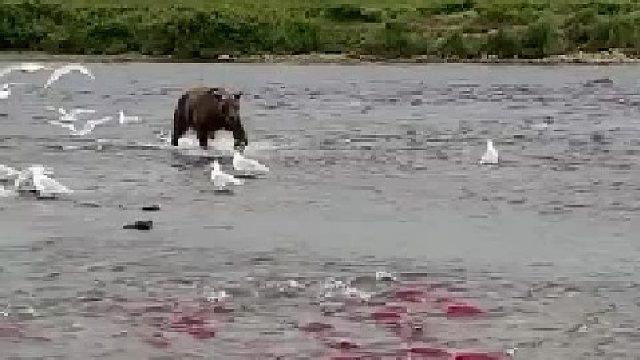 熊：吃不完，根本吃不完…… ​​​