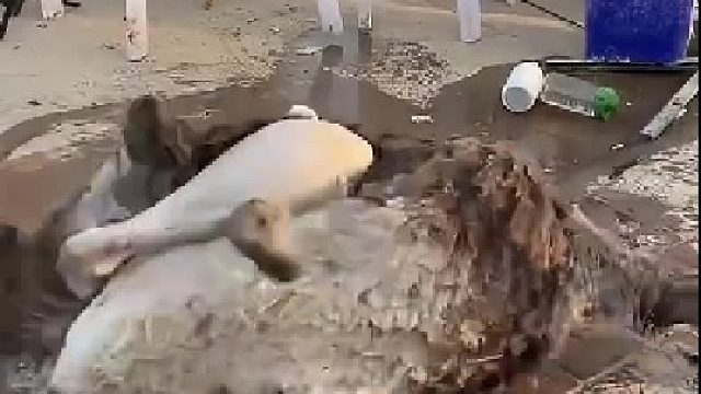 早上起来又一只鸵鸟把头夹断的，临走之前还不忘把刚下的蛋带走