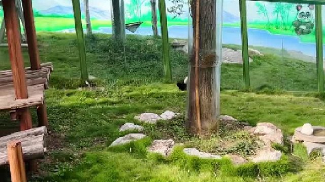 灵岩外场名场面