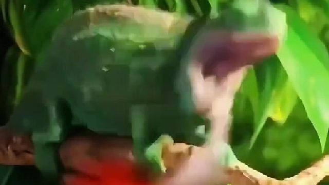 这变色龙有点贪心不足蛇吞象了