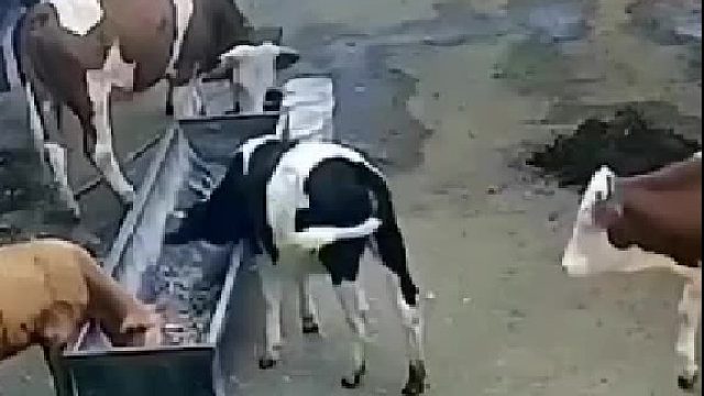 这牛是生气了吗？