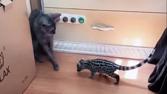 纪念日阿姨收到只罕见的小幼崽，问是貂雕还是猫越看越奇怪